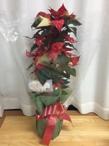 ポインセチア